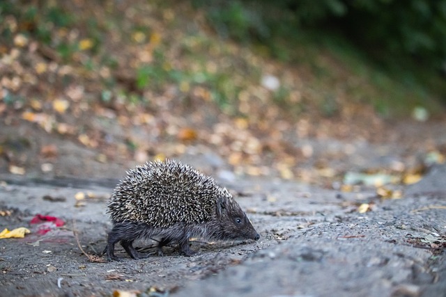 绪主导时 绪主导时